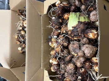 aitiiketomonokai satoimo.jpg